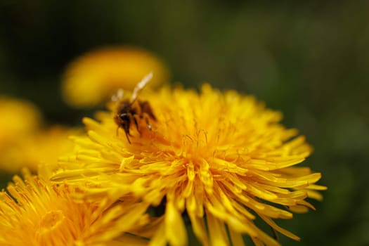 Beautiful Spring Nature Background and dandelion flower.Abstract Macro Photography.Artistic closeup concept.Web Banner for design and website. Amazing Colorful Wallpaper. Orange and Yellow Colors