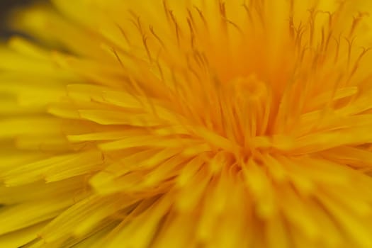Beautiful Spring Nature Background and dandelion flower.Abstract Macro Photography.Artistic closeup concept.Web Banner for design and website. Amazing Colorful Wallpaper. Orange and Yellow Colors