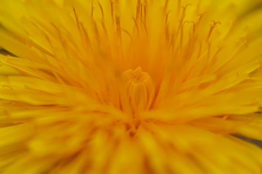 Beautiful Spring Nature Background and dandelion flower.Abstract Macro Photography.Artistic closeup concept.Web Banner for design and website. Amazing Colorful Wallpaper. Orange and Yellow Colors