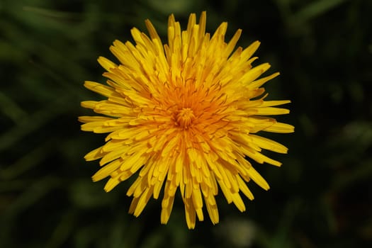 Beautiful Spring Nature Background and dandelion flower.Abstract Macro Photography.Artistic closeup concept.Web Banner for design and website. Amazing Colorful Wallpaper. Orange and Yellow Colors