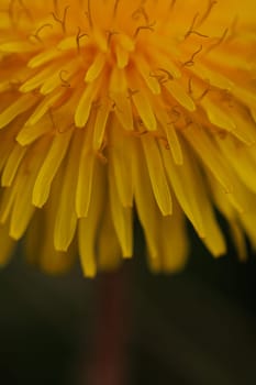 Beautiful Spring Nature Background and dandelion flower.Abstract Macro Photography.Artistic closeup concept.Web Banner for design and website.Amazing Colorful Wallpaper.Orange and Yellow Colors.Floral Art. Beautiful Nature.