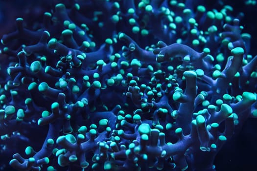 Underwater photo, close up of blue coral emiting fluorescent light in dark. Abstract marine background.