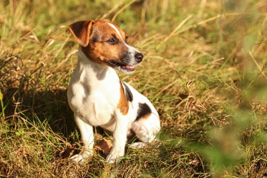 Jack Russell terrier puppy sitting in low grass looking to side, afternoon sun shining on her.