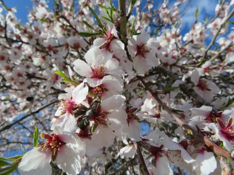 beautiful natural flowers aromatic spring romanticism gift