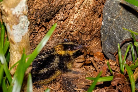 endemic animal Streaked Tenrec, Hemicentetes semispinosus, in defensive posture in the rainforest of Masoala, Madagascar. Wildlife