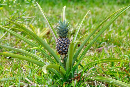 unripe tropical fruit pineapple growing behind Malagasy hut, Masoala Madagascar