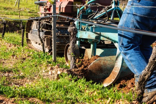 Farmer drives the plow while plowing the vineyard with the crawler tractor. Agricultural industry, winery.