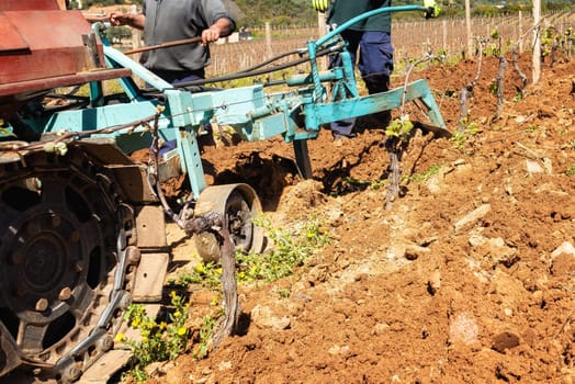 Farmer drives the plow while plowing the vineyard with the crawler tractor. Agricultural industry, winery.