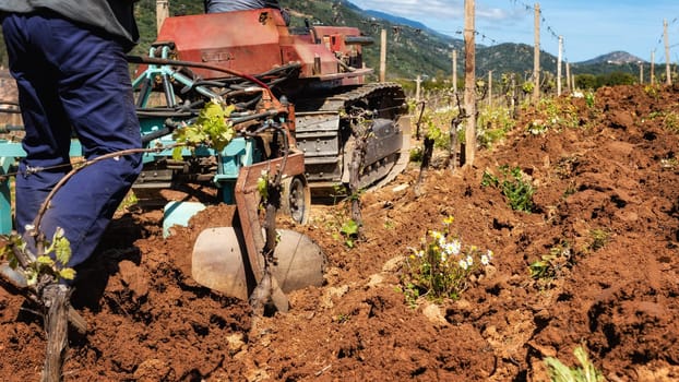 Farmer drives the plow while plowing the vineyard with the crawler tractor. Agricultural industry, winery.