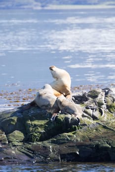 South American sea lion colony on Beagle channel, Argentina wildlife. Seals on nature. Ushuaia