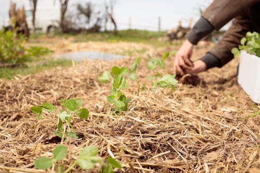 Organic garden. Planting fresh plants in permaculture agriculture