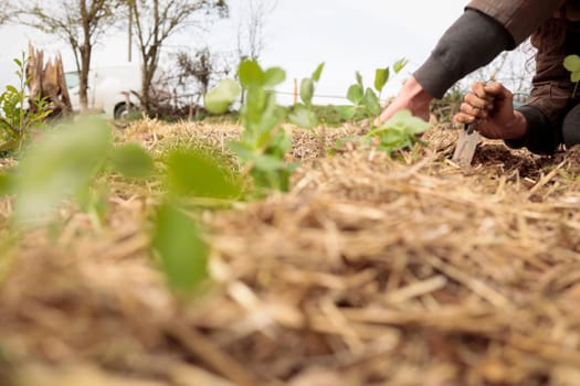 Organic garden. Planting fresh plants in permaculture agriculture