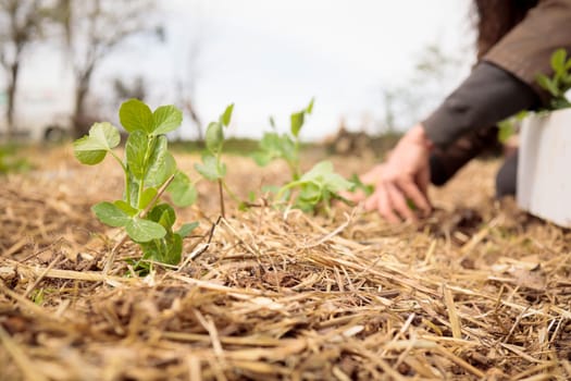 Organic garden. Planting fresh plants in permaculture agriculture