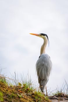 Great blue heron on the shore