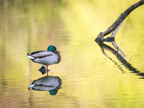 Male mallard duck watr bird perching with reflection