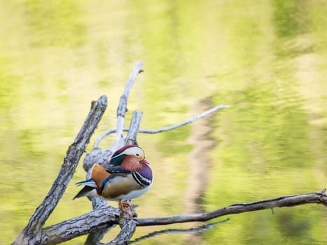 The mandarin duck (yuanyang) is a perching duck species found in East Asia, The mandarin, widely regarded as the world's most beautiful duck.