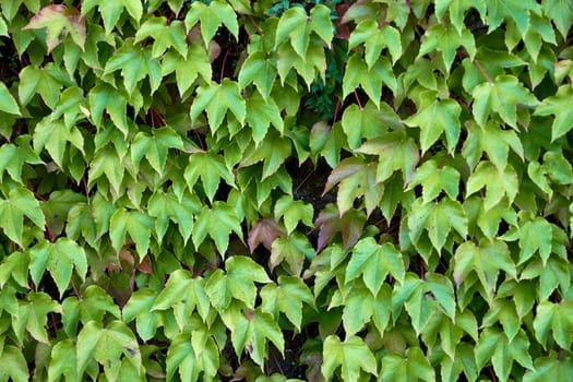 Handmade stone wall covered with ivy leaves.Textures, green colour, front view, carpet of leaves