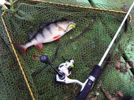 Spin fishing for perch