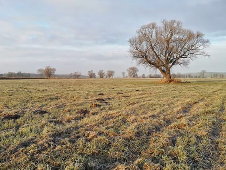 lonely tree on field in winter