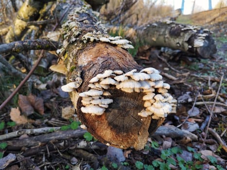 Tree fungi on deadwood