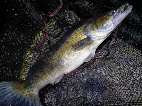 caught pike-perch while night fishing
