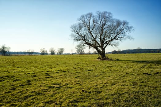 lonely tree on field in winter