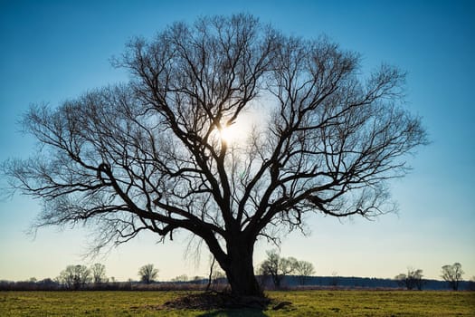 lonely tree on field in winter
