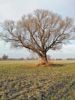 lonely tree on field in winter