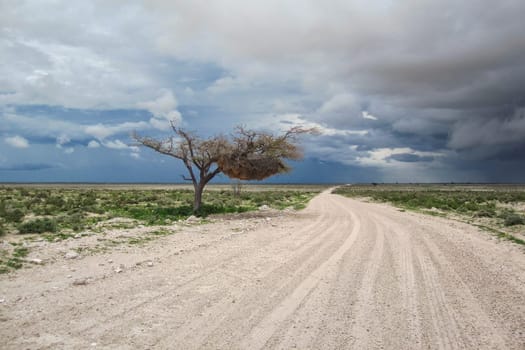 Landscape in Namibia in the rainy season