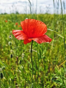 Poppies on a meadow in Brandenburg