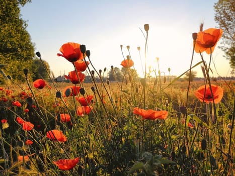 Poppies on a meadow in Brandenburg