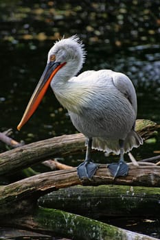 Curly pelican at the water