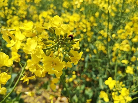 blooming rapeseed field in spring