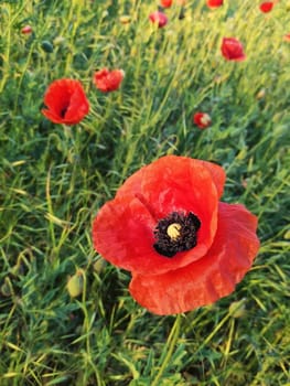 Poppies on a meadow in Brandenburg