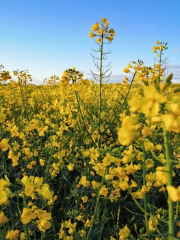 blooming rapeseed field in spring