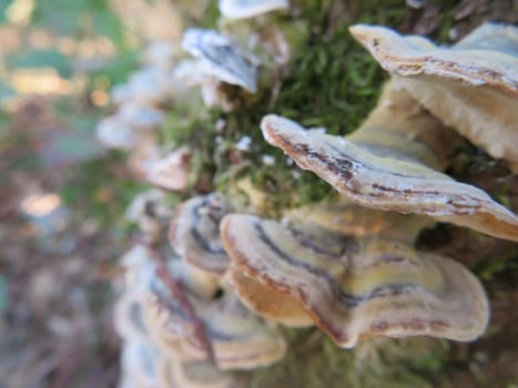 fungi parasites mushrooms nature plants rarities colors