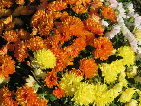 beautiful colorful flowers decorating the gardens brightening the view