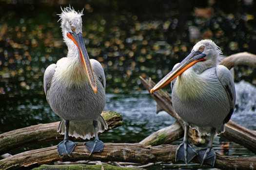 Curly pelican at the water