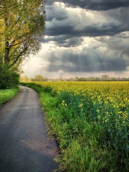 blooming rapeseed field in spring