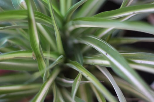 Natural green plant interior decoration tape line
