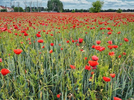 Poppies on a meadow in Brandenburg
