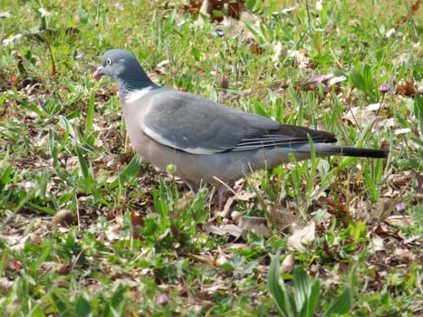 beautiful bird pigeon looking for flight animal food
