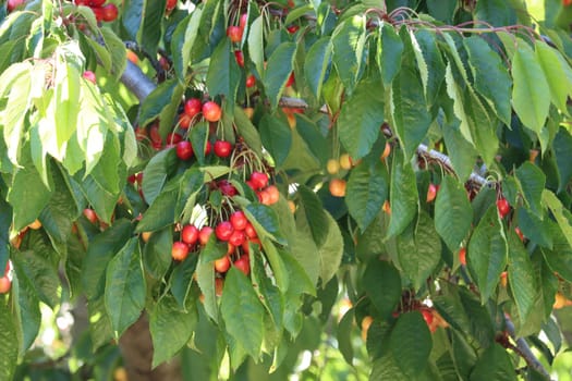 delicious red cherries fruit beautiful tasty nutritious natural food
