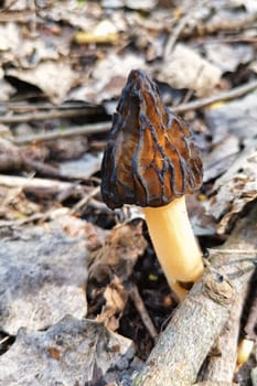Morel mushrooms, Morchella elata, Morchella conica