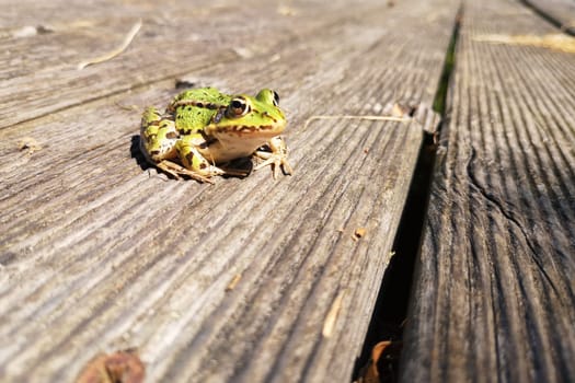 Pond Frog (Pelophylax kl. esculentus, Pelophylax "esculentus"" or Rana ""esculenta"")"