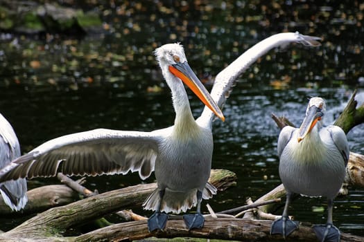 Curly pelican at the water