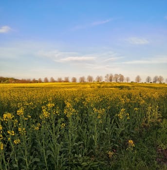 blooming rapeseed field in spring