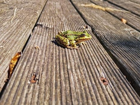 Pond Frog (Pelophylax kl. esculentus, Pelophylax "esculentus"" or Rana ""esculenta"")"