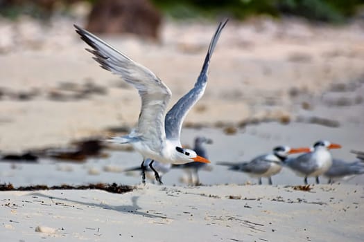 Seagulls on the beach, Cayo Largo/Cuba