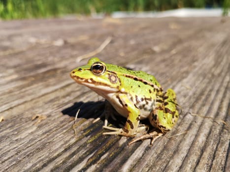 Pond Frog (Pelophylax kl. esculentus, Pelophylax "esculentus"" or Rana ""esculenta"")"